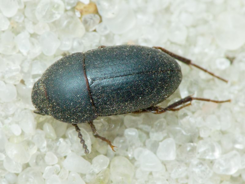 Crypticus quisquilius (Linnaeus, 1761)